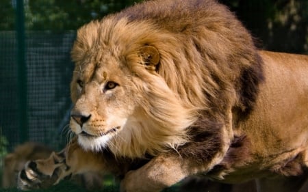 Lion