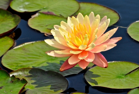 Waterlily - blossom, leaves, petals, water