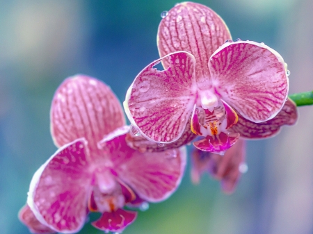 Red Orchid - blossom, flower, petals, exotic