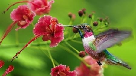 Hummingbird - exotic, flower, petals, blossom