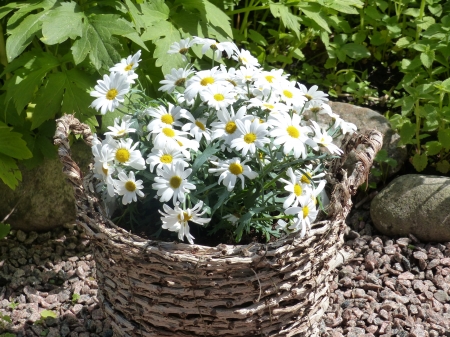 Marquerites - flowers, white, summer, garden, green, Basket, stones