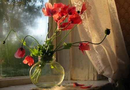 Still Life - vase, red, flower, still life