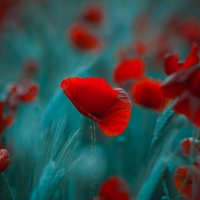 Poppy Field