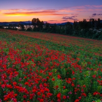 Poppyfield in Spain