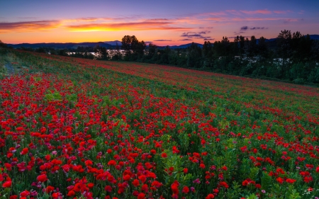 Poppyfield in Spain - sky, blossoms, landscape, river, sunset, colors