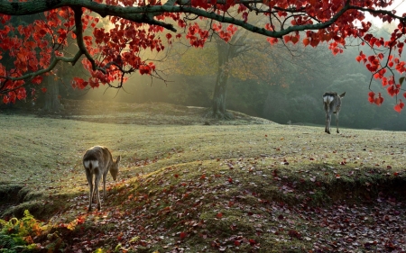 Nature - animal, nature, tree, deer