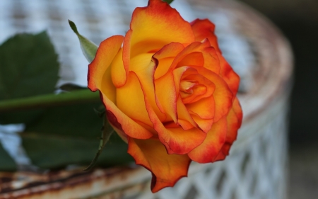 Rose - white, orange, green, basket, rose