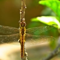 Dragonfly II.