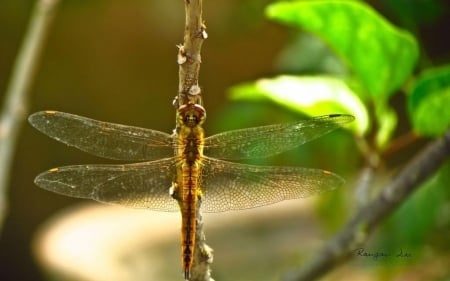 Dragonfly II. - abstract, close-up, insects, summer, photography, wilderness, spring, wild animals, nature, macro, dragonfly, animals, wallpaper