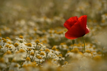 Lonely Poppy - white, blossoms, red, petals, camomile