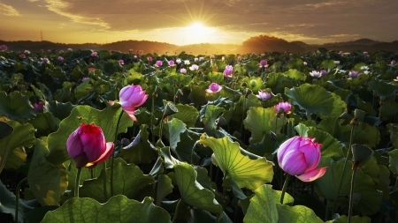 Lotus Flowers - blossoms, sunset, landscape, lake, sun, leaves