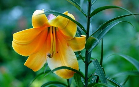 Flower - nature, leaf, tree, flower