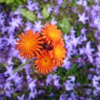 Orange Flowers