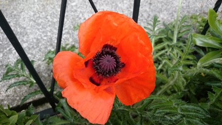 Rd Poppy - Poppy, nature, red, garden