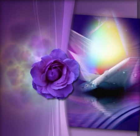 Purple Rose - nature, glow, rose, flower