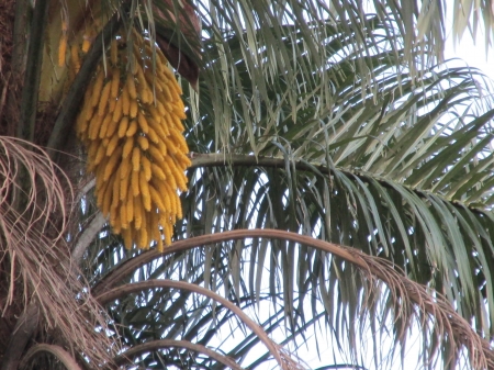 bacaiuba - yellow, nuts, tree, palm