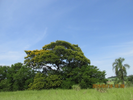 Tree - beautiful, flower, tree, yellow