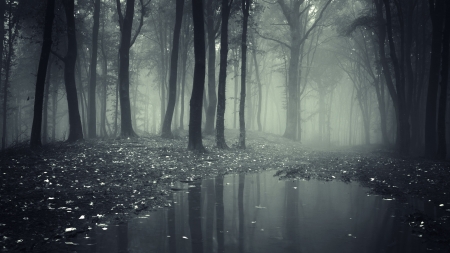 Forlon Forest - fog, nature, forest, trees