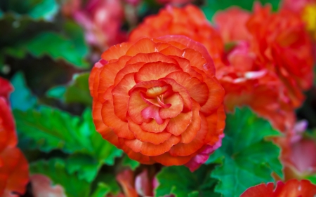 Flowers - orange, green, summer, flower