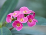 Euphorbia