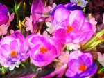 Crocuses