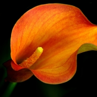 Orange calla