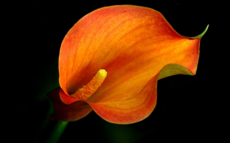 Orange calla - calla, black, flower, orange