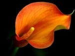 Orange calla