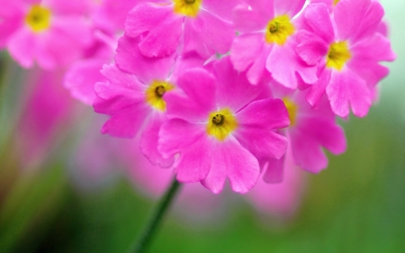 Pinkies - yellow, summer, green, flower, pink