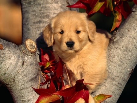 Cute Puppy - trees, puppy, dog, animal, cute