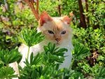 Cat between the leaves