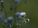 Wild flowers