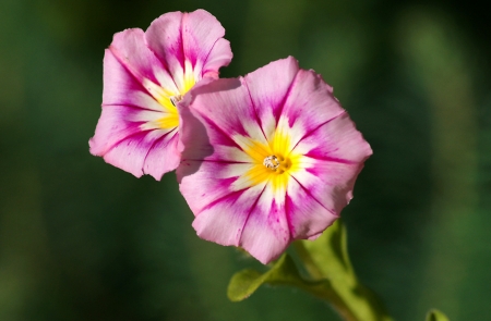 Flowers - purple, flowers, garden, beautiful