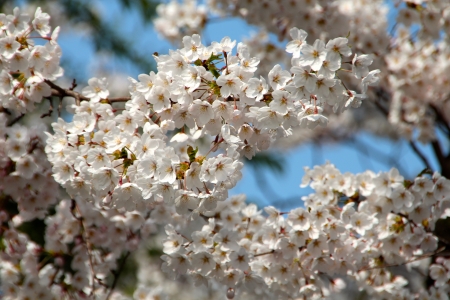 Cherry Blossoms - tree, twigs, petals, spring