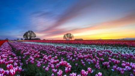 Flower Field - blossoms, tulips, spring, trees, sunset, colors