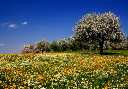 Blooming Springtime - blossoms, flower, meadow, landscape, trees, colors