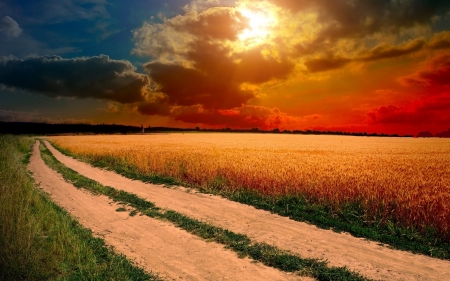 Colorful Sky - cornfield, sunset, path, clouds