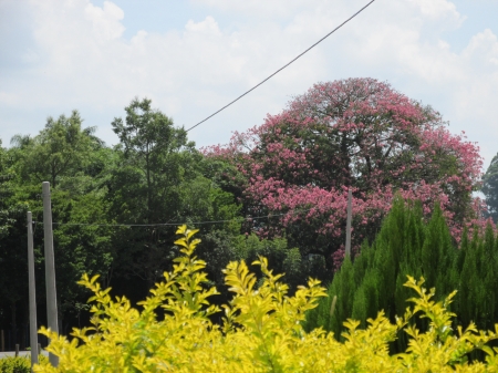 pink tree - pink, aguas de lindoia, pink flower, tree, flower