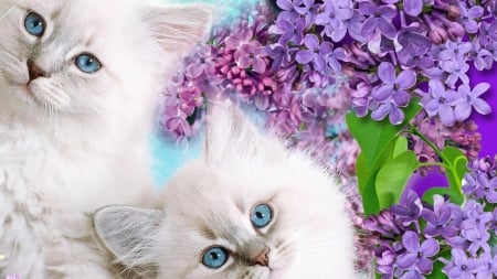 Kitties - lilacs, blossoms, blue, eyes