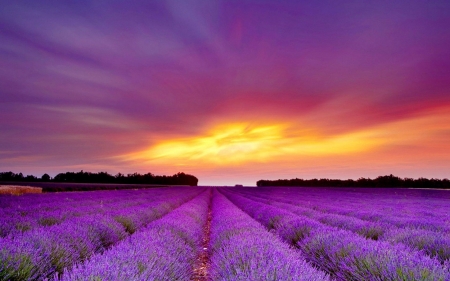 Lavender Field - purple, sky, landscape, clouds, sunset