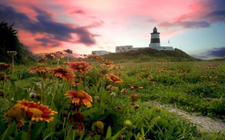 Sunset at Lighthouse - blossoms, path, meadow, clouds, flowers