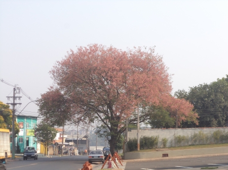 Near my home - flower, pink, tree, pink flower