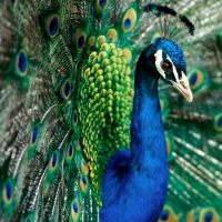 Awesome Peacocks