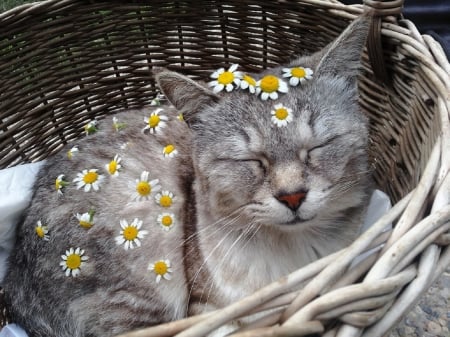 Cat - cat, photography, animals, basket, cute