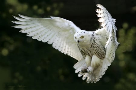 Snow Owl - wings, raptor, white, flying, night