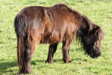 Irish Pony - horses, irish pony, animals