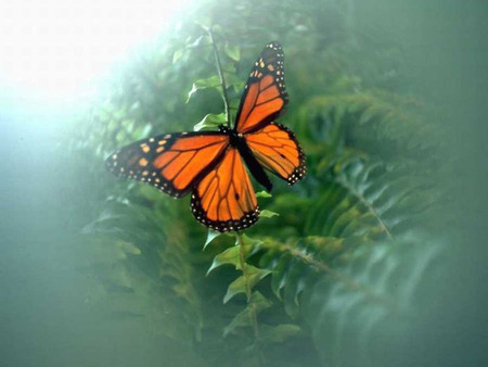 Misted Butterfly - orange butterfly, plants, misty