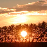 Sunset through the trees