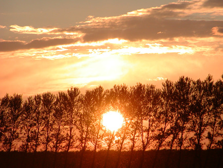 Sunset through the trees - golden sunset, clouds, trees, forest