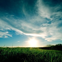 grassy and sunset